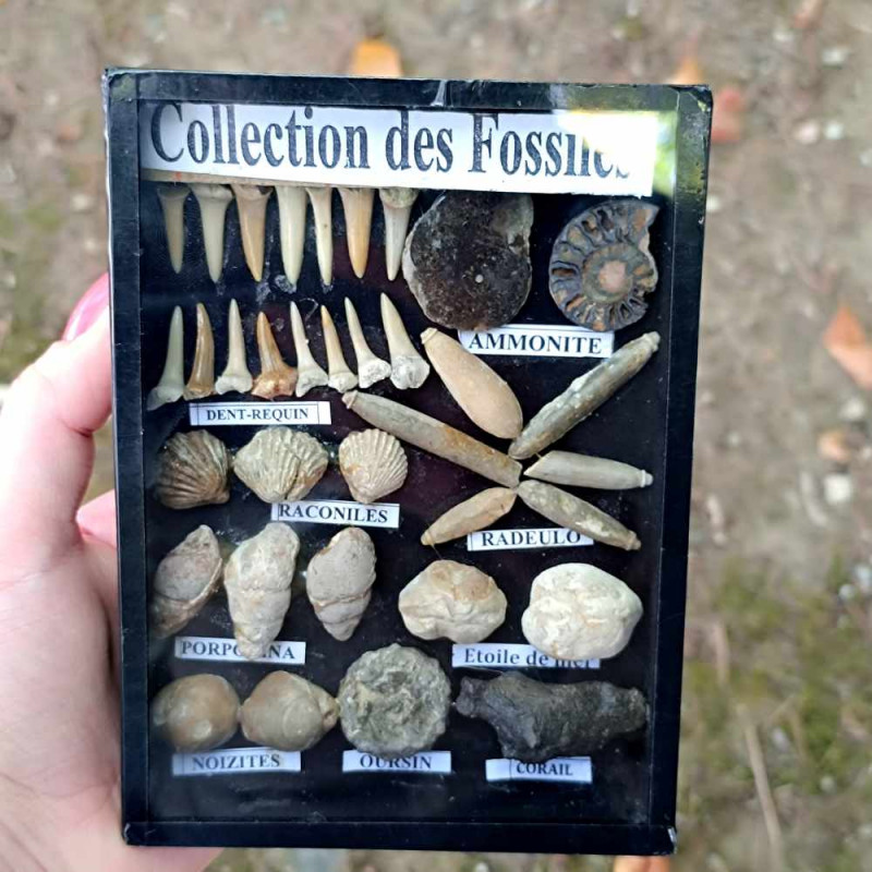 Fossil collection